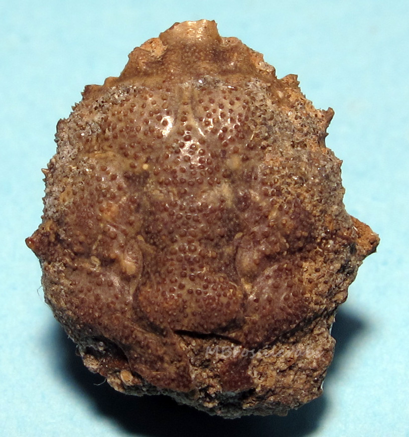 Podocatactes hamifer